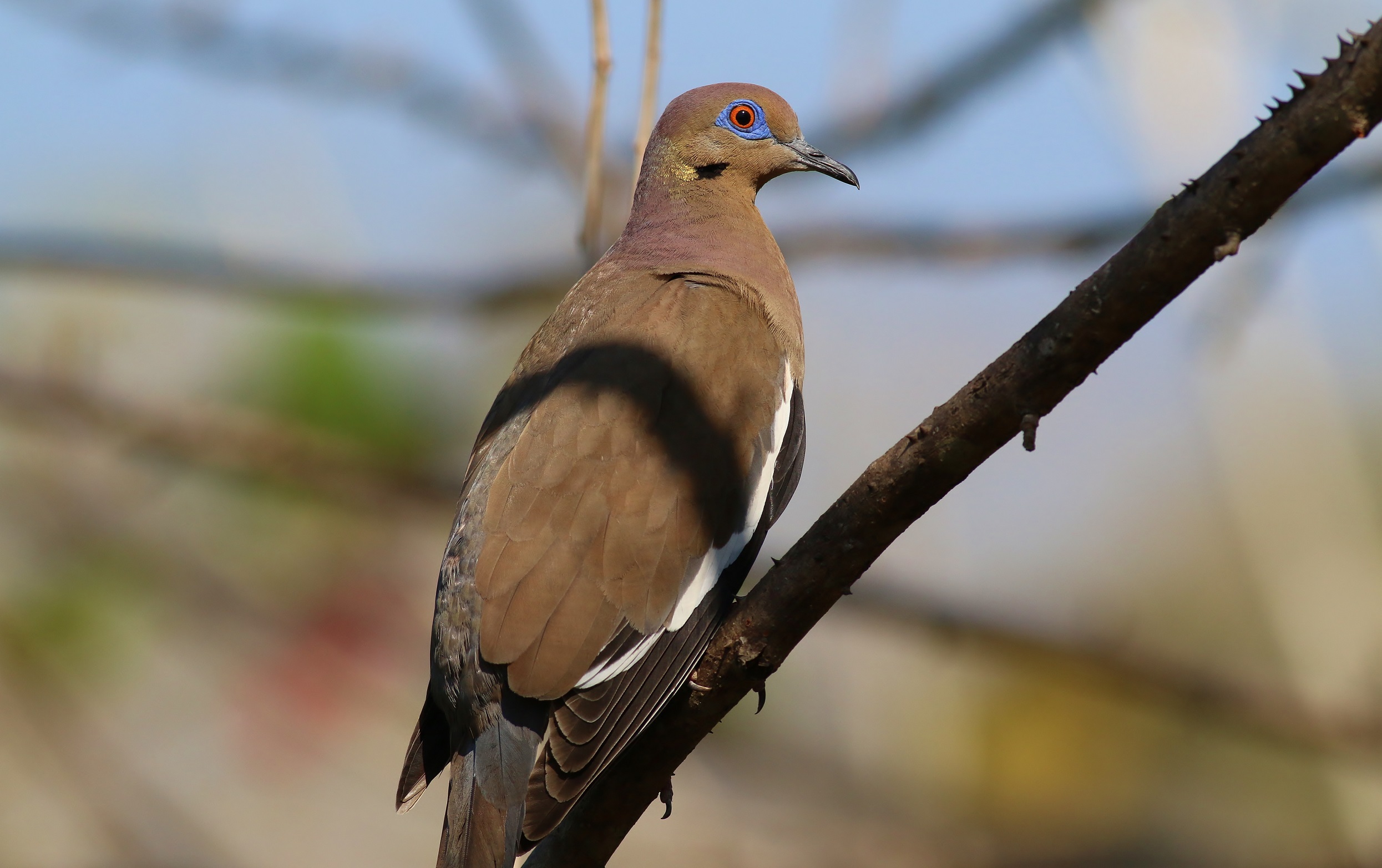 White-winged Dove — Ana fotoğraf